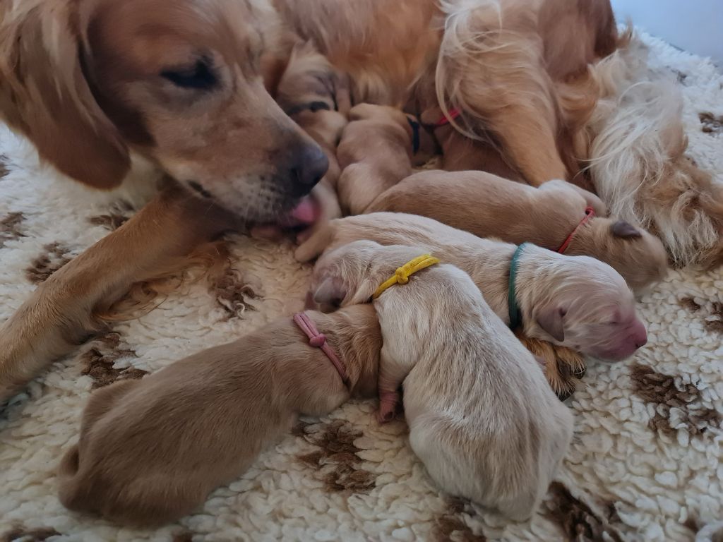 des Mielles du Cap Hôgan - Golden Retriever - Portée née le 22/10/2022
